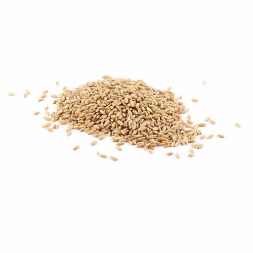 Australian Biodynamic Wholegrain Farro The Source Bulk Foods Shop