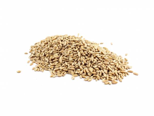 Australian Organic Spelt Grain image