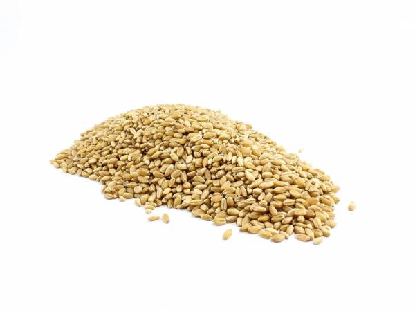 Organic Wheat Grain image