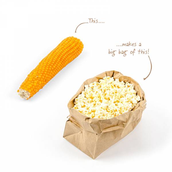 Australian Popping Corn on the Cob image